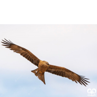 گونه کورکور سیاه Black Kite